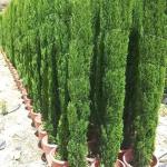 سرو عامودي ايطالي