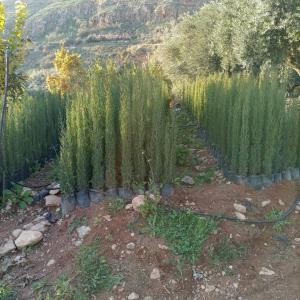 سرو عامودي ايطالي