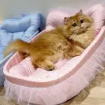 سرير أنيق للقطط