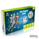 لعبةاستكشاف جسم الإنسان
