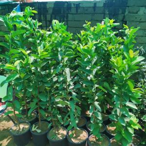 شتل افوكادو