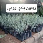 شتل زيتون نبالي