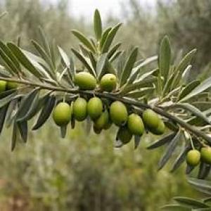 شتل زيتون الكورنيكي