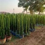 سرو عامودي ايطالي