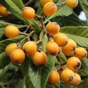 شتل اسكدنيا