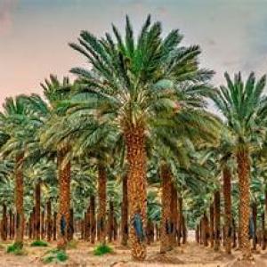 نخيل مثمر سعر متر 90