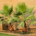 نخيل الزينه الواشنطونيا سعر المتر 50