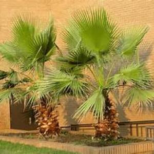 نخيل الزينه الواشنطونيا سعر المتر 50